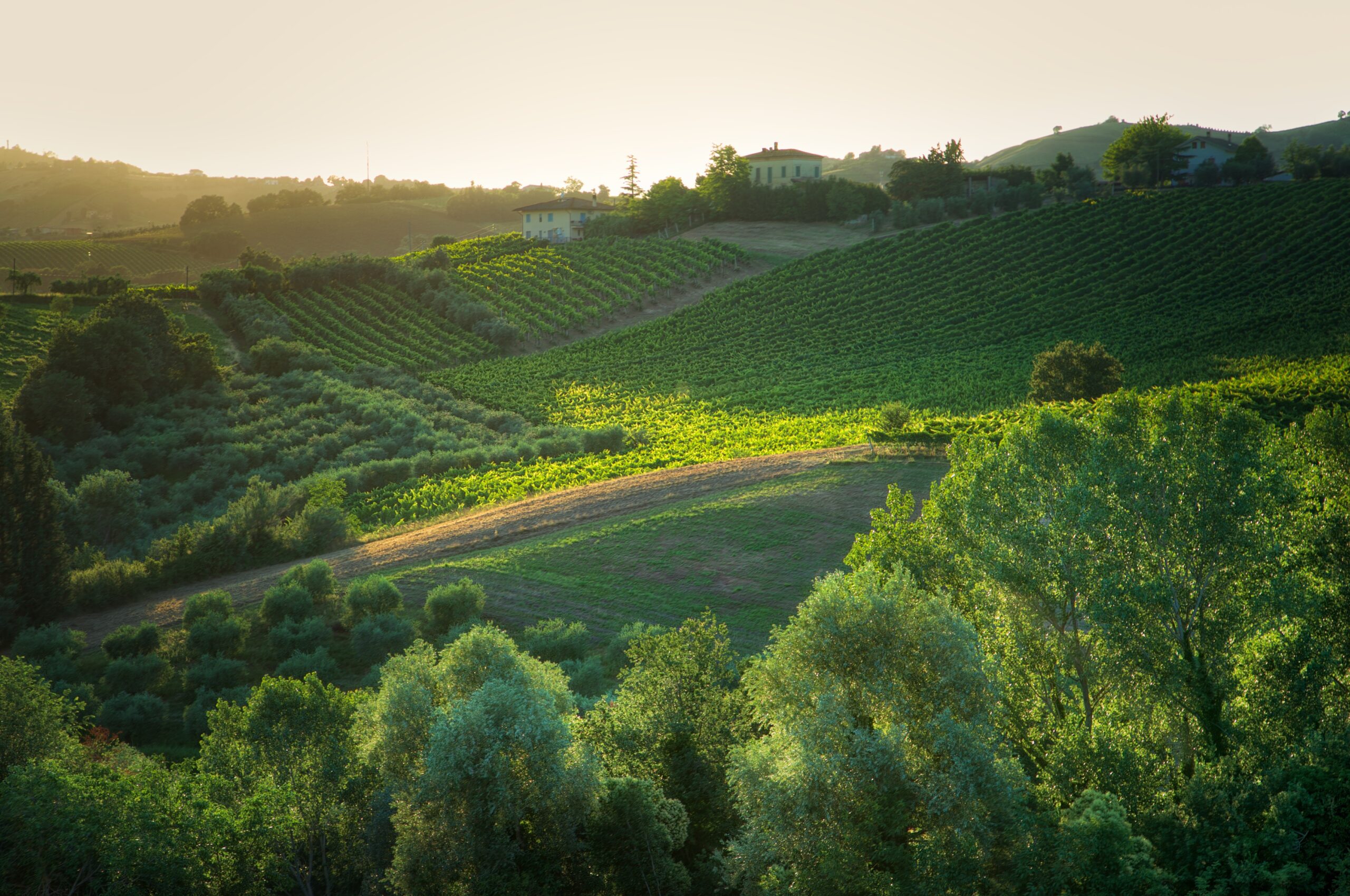 green landscape